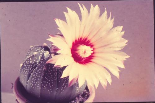 astrophytum-asterias-9