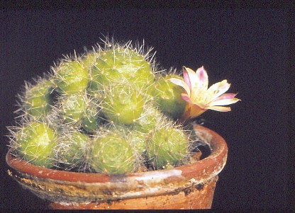 aylostera-albiflora-1