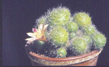 aylostera-albiflora-2