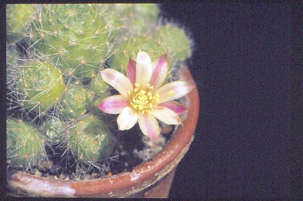 aylostera-albiflora-3