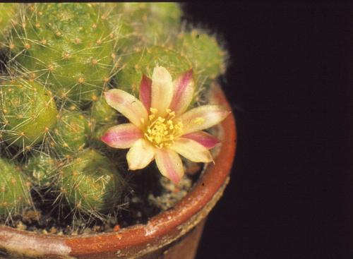 aylostera-albiflora-4