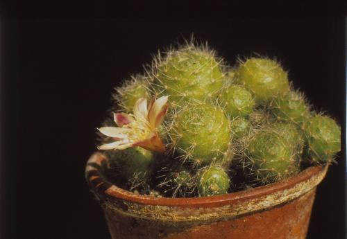 aylostera-albiflora-5