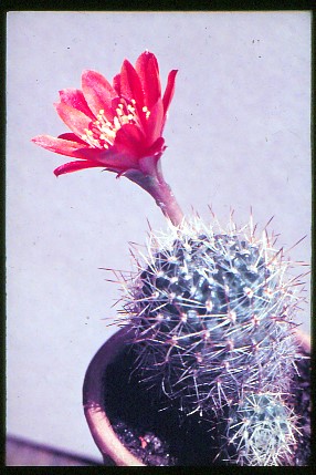 aylostera-deminuta-1