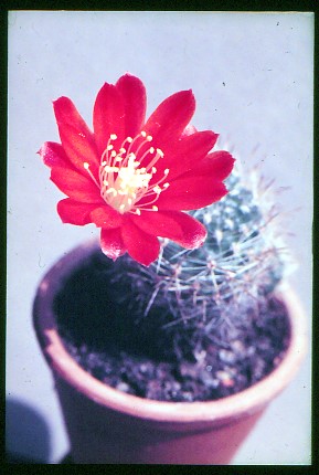 aylostera-deminuta-2