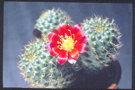 aylostera-deminuta-3