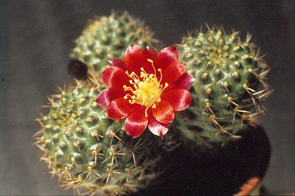 aylostera-deminuta-5