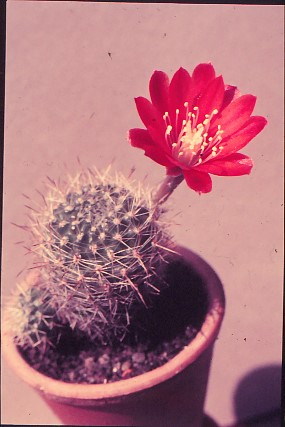 aylostera-deminuta-7