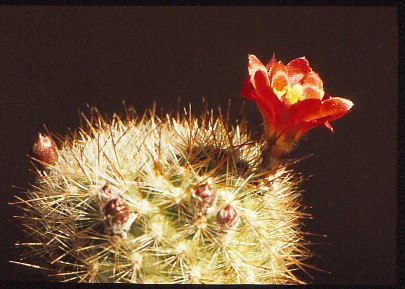 aylostera-fiebrigii-1