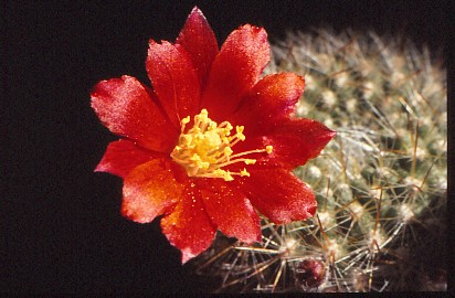 aylostera-fiebrigii-2