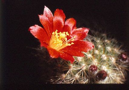 aylostera-muscula-5