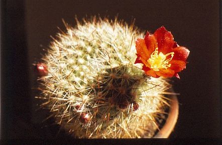 aylostera-muscula-6