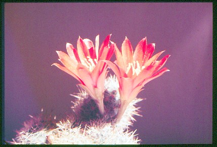 aylostera-pseudodeminuta-1