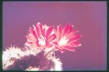 aylostera-pseudodeminuta-2