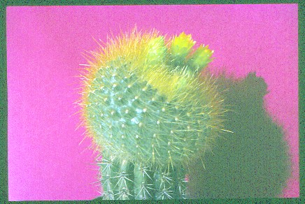 brasilicactus-graessneri-1