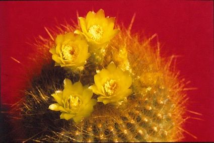brasilicactus-graessneri-2