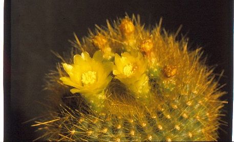 brasilicactus-graessneri-3