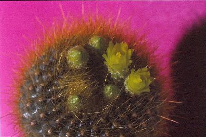 brasilicactus-graessneri-4