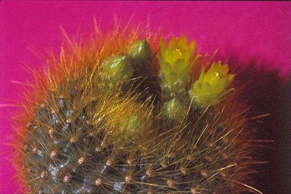 brasilicactus-graessneri-5