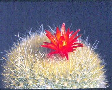 brasilicactus-haselbergii-1