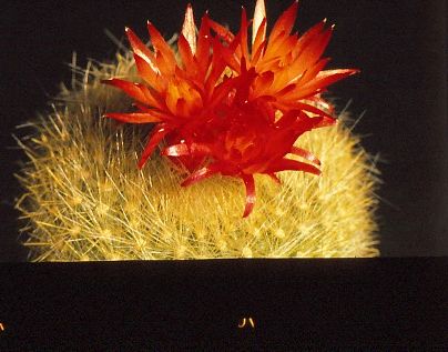brasilicactus-haselbergii-10