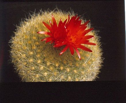 brasilicactus-haselbergii-11