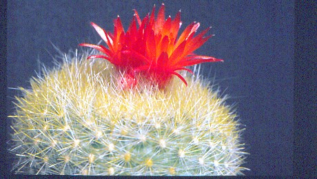 brasilicactus-haselbergii-2