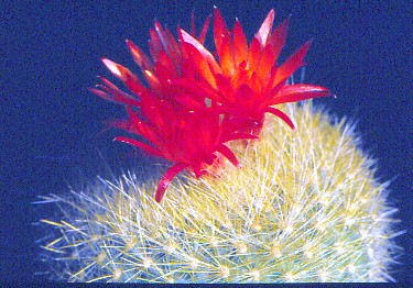 brasilicactus-haselbergii-3