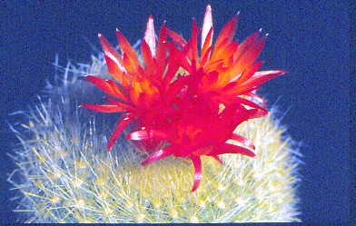 brasilicactus-haselbergii-4