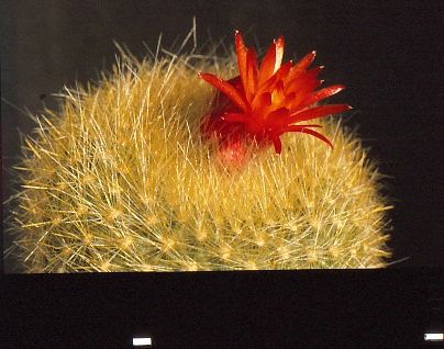 brasilicactus-haselbergii-5