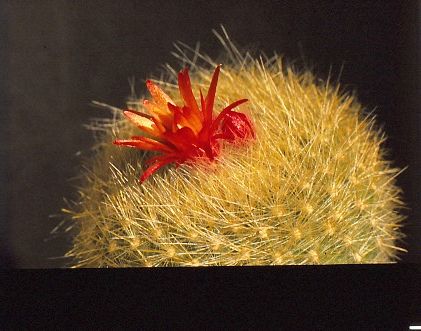 brasilicactus-haselbergii-6