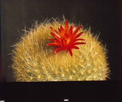 brasilicactus-haselbergii-7
