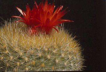 brasilicactus-haselbergii-9