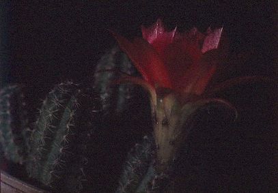 chamaecereus-silvestrii-hybride-Hessenland-3
