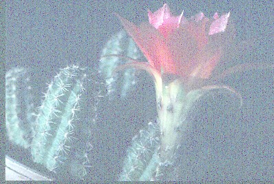 chamaecereus-silvestrii-hybride-hessenland-1