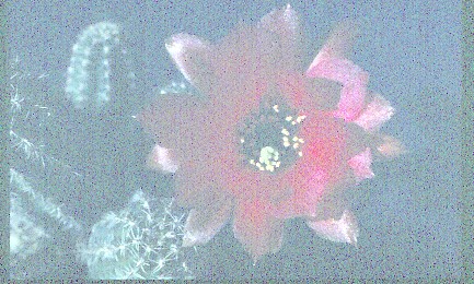 chamaecereus-silvestrii-hybride-hessenland-2