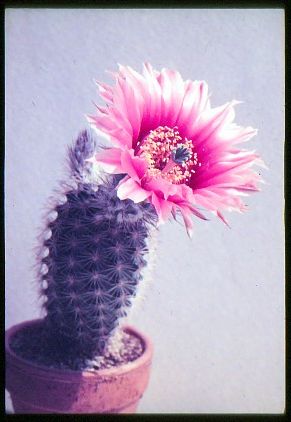 echinocereus-fitchii-1