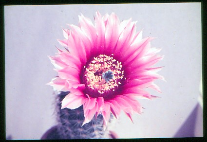 echinocereus-fitchii-2