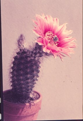 echinocereus-fitchii-3