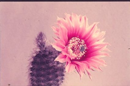 echinocereus-fitchii-4