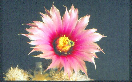echinocereus-melanocentrus-1