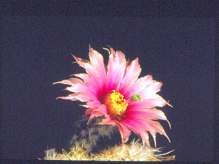 echinocereus-melanocentrus-2