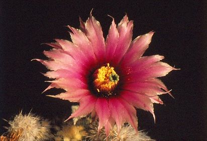 echinocereus-melanocentrus-3