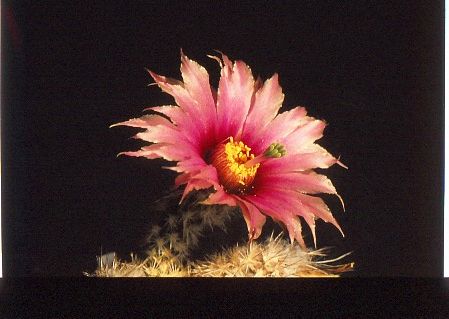 echinocereus-melanocentrus-4