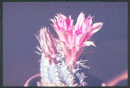 echinocereus-pulchellus-1