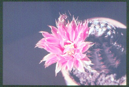 echinocereus-pulchellus-2