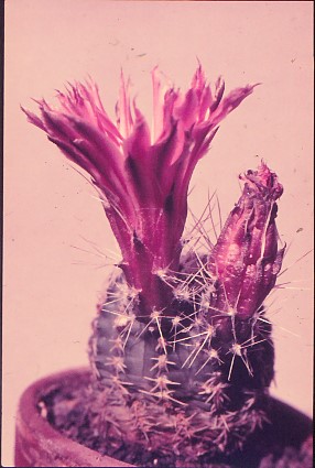 echinocereus-pulchellus-3