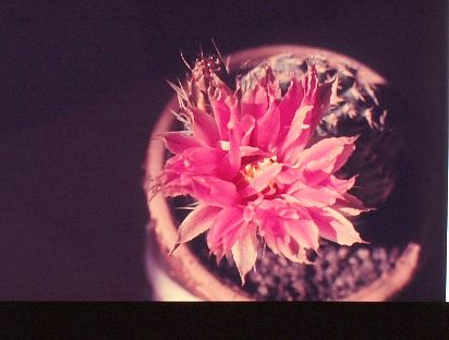 echinocereus-pulchellus-4