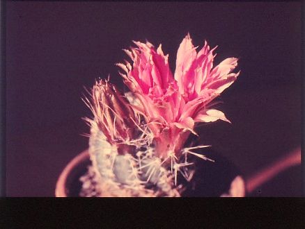 echinocereus-pulchellus-5