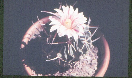 echinofossulocactus-violaciflorus-1