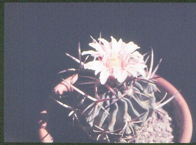 echinofossulocactus-violaciflorus-2